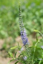 Veronica longifolia or purpletop vervain Royalty Free Stock Photo