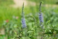 Veronica longifolia or purpletop vervain Royalty Free Stock Photo