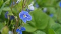 Veronica officinalis