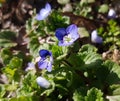 Veronica persica or bird`s eye