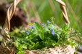 Veronica persica, bird's-eye, or winter speedwell In wicker basket at collection point of medicinal herbs Royalty Free Stock Photo