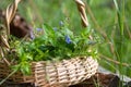 Veronica persica, bird's-eye, or winter speedwell In wicker basket at collection point of medicinal herbs