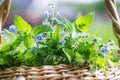 Veronica persica, bird's-eye, or winter speedwell In wicker basket at collection point of medicinal herbs