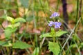 Veronica persica - birdeye speedwell blue flowers Royalty Free Stock Photo