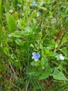 Veronica persica, birdeye speedwell, common field-speedwell Royalty Free Stock Photo