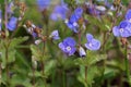 Veronica persica or birdeye speedwell. Wild flower veronica oak