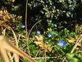 Veronica persica common names: birdeye speedwell, common field-speedwell, Persian speedwell, large field speedwell Royalty Free Stock Photo