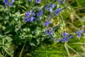 Veronica persica, commonly known as veronica officinalis Purple flowers in a meadow near a lake during the flowering