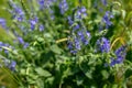 Veronica persica, commonly known as veronica officinalis Purple flowers in a meadow near a lake during the flowering