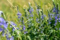 Veronica persica, commonly known as veronica officinalis Purple flowers in a meadow near a lake during the flowering Royalty Free Stock Photo