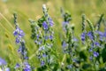 Veronica persica, commonly known as veronica officinalis Purple flowers in a meadow near a lake during the flowering Royalty Free Stock Photo