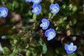 Veronica persica flowers. Royalty Free Stock Photo