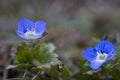 Veronica persica flowers, in spring