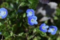 Veronica persica flowers. Royalty Free Stock Photo