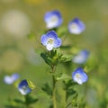 Veronica persica in nature Royalty Free Stock Photo