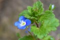 Veronica persica or Persian speedwell flower