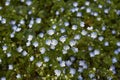 Field full of Veronica persica blue flowers