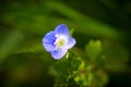 Veronica persica, a small blue flower