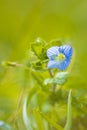 Veronica persica, speedwell flower blue petals blooming during Springtime season Royalty Free Stock Photo
