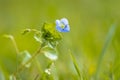 Veronica persica, speedwell flower blue petals blooming during Springtime season Royalty Free Stock Photo