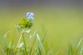 Veronica persica, speedwell flower blue petals blooming during Springtime season Royalty Free Stock Photo