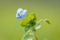 Veronica persica, speedwell flower blue petals blooming during Springtime season Royalty Free Stock Photo