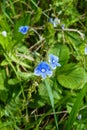 Veronica persica vertical image. Veronica Perska