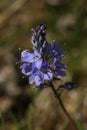 Veronica prostrata, the prostrate speedwell or rock speedwell flower in the spring