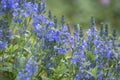 Veronica prostrata - speedwell