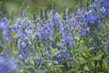 Veronica prostrata - speedwell