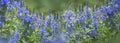 Flowers Veronica prostrata - speedwell in the garden