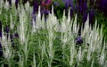 Compact, undemanding, medium-high perennial. Unusual, pure white flowers that are also suitable for cutting and will last a long