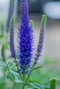 Veronica spicata Christa Royalty Free Stock Photo