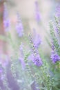 Veronica spicata