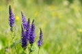 Veronica spicata flowers on the meadow