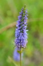 Veronica spike Veronica spicata grows in the wild