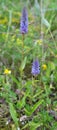 Veronica spike Veronica spicata grows in the wild