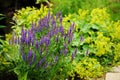 Veronica spikelet planted in mixed border with alchemilla mollis