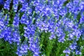 Veronica spikelet planted in mixed border with alchemilla mollis in summer garden