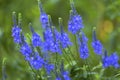 Veronica teucrium flowers on field in summer