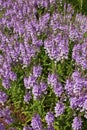 Veronica teucrium flowers