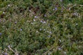 Veronica verna. Closeup of tiny purple flowers and lush fresh leaves of Veronica persica birdeye speedwell, common field-speedwell Royalty Free Stock Photo