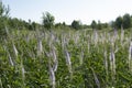 Veronicastrum virgin color in the field