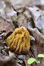 Verpa bohemica, commonly known as the early morel Royalty Free Stock Photo