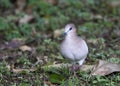 Verreaux duif, White-tipped Dove, Leptotila verreauxi tobagensis
