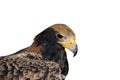 Verreaux eagle (Aquila verreauxii) Royalty Free Stock Photo