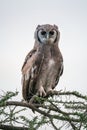 Verreaux eagle-owl on branch looking at camera Royalty Free Stock Photo