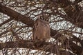 Verreaux Eagle Owl Bubo lacteus 5043 Royalty Free Stock Photo