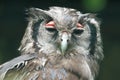Verreaux eagle-owl Royalty Free Stock Photo