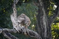 Verreaux Eagle-Owl in Kruger National park, South Africa Royalty Free Stock Photo